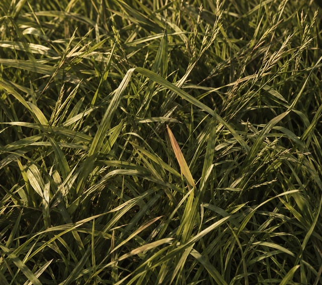 Grass walking surface